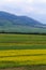 Raps field against the backdrop of high mountains. Blooming summer herbs. Spring landscape. Summer outside the city. Kyrgyzstan