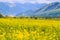 Raps field against the backdrop of high mountains. Blooming summer herbs. Spring landscape. Summer outside the city. Kyrgyzstan