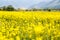 Raps field against the backdrop of high mountains. Blooming summer herbs. Spring landscape. Summer outside the city. Kyrgyzstan