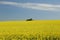 Raps Field - Cultivated colorful raps field in Germany