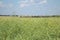 Rapseed field in the sun with blue sky and fluffy clouds. Plants and blue sky.