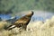 Raptor Aguila Real in the Sierra de Avila