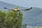 Raptor Andean Condor (Vultur gryphus) in flight close up