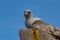 Raptor Andean Condor (Vultur gryphus) standing on the rock in closeup