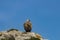 Raptor Andean Condor (Vultur gryphus) standing on the rock in closeup