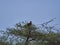 Raptor, bird of prey, high in a tree in Etosha national park