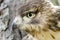 Raptor Bird of Prey, Juvenile Red Tailed Hawk profile