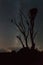 A raptor bird on a tree and his nest, Everglades NP