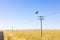Raptor flying over Power lines in Rural Grassland Farming Area of the Karoo