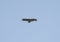 Raptor Greater Spotted Eagle Black Color Soaring the Blue Sky
