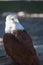 Raptor of Pairi Daiza - belgium