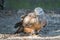 Raptor of Pairi Daiza - belgium