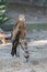 Raptor of Pairi Daiza - belgium