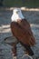 Raptor of Pairi Daiza - belgium