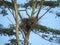 Raptor's nest on albizia tree