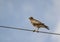 Raptor White Eyed Buzzard Perching on Electric Wire