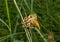 Raptorial fly (Asilidae) 11