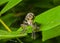 Raptorial fly (Asilidae) 15