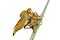 Raptorial fly (Asilidae) 9