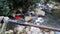 Rare 88 butterfly, Diaethria clymena, over a stream in the Brazilian rainforest