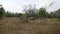 Rare Adult African Wild White Rhinos Grazing By The Bushes In The Conservation