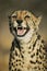 Rare adult female King Cheetah snarling South Africa