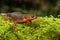 Rare adult hybrid female between Rough-skinned newt, Taricha granulosa, Red-bellied newt