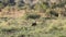 A rare African bird hiding in the undergrowth of the African savannah in the Kruguer National Park in South Africa