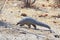 A rare African Pangolin sighted in Hwange National Park