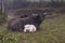 Rare albino domestic asian water buffalo calf and its parents