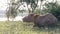 Rare albino water buffalo or Asian buffalo with dirty dry mud on pink skin lying down on green grass field chewing the cud and