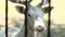 Rare albino white deer face stands behind metal bars at the zoo