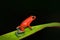 Rare Amphibien in the tropic forest. Red poisson frog Granular poison arrow frog, Dendrobates granuliferus, in the nature habitat,