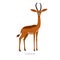 Rare animals collection. Gerenuk, Litocranius walleri. African long-necked antelope or giraffe gazelle. Flat style