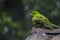 Rare Antipodes Island Parakeet