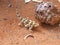 A rare Australian Thorny devil mountain devil, thorny lizard, thorny dragon, moloch