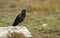 A rare baby Chough Pyrrhocorax pyrrhocorax.