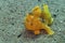 Rare baby yellow frogfish off Padre Burgos, Leyte, Philippines