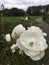 Rare beautiful white British Rose surrounded by greenery