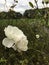 Rare beautiful white British Rose surrounded by greenery