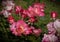 Rare beauty pink-yellow roses on dark background in Rome, Italy