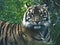 A rare Bengal Tiger in the bush.