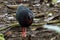 A rare big bird species Bulwer`s Pheasant Rare Endemic found on deep jungle fores