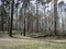 Rare birches and pines in the city park in spring on a sunny day. Nature comes alive. The bright spring sun is shining