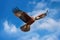 a rare bird species in flight against a blue sky