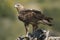Rare birds Bonelli eagle Aquila fasciata -Hieraaetus fasciatus