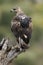 Rare birds Bonelli`s eagle  Aquila fasciata -Hieraaetus fasciatus