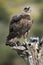 Rare birds Bonelli`s eagle- Aquila fasciata -Hieraaetus fasciatus
