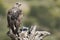 Rare birds Bonelli`s eagle- Aquila fasciata -Hieraaetus fasciatus