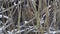 A rare Bittern, Botaurus stellaris, hunting for fish in the reeds at the edge of a lake in a snow storm.